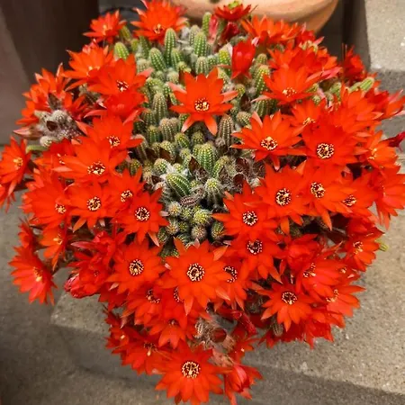 펜션 Holiday Sun Garden